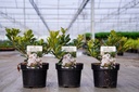 Rhaphiolepis indica 'White Cloud' (PBR) cont. 3L 20-30 cm +p