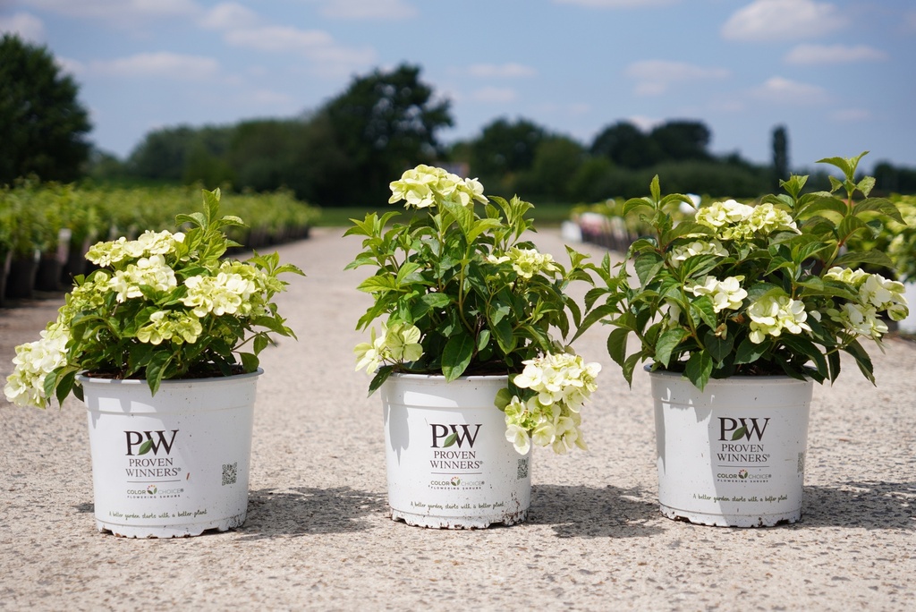 [P] Hydrangea FAIRYTRAIL WHITE (PBR) cont. 5L deko +B