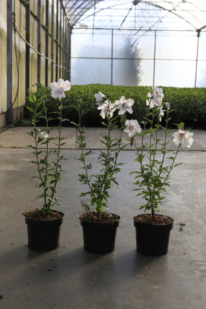 [P] Hibiscus syriacus IGLOO (PBR) cont. 3,6L 40-50 cm +B