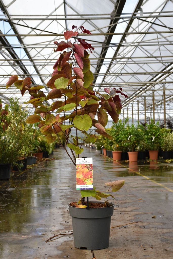 [P] Cercis canadensis ETERNAL FLAME (PBR) Kont. 10L 60-80 cm +B