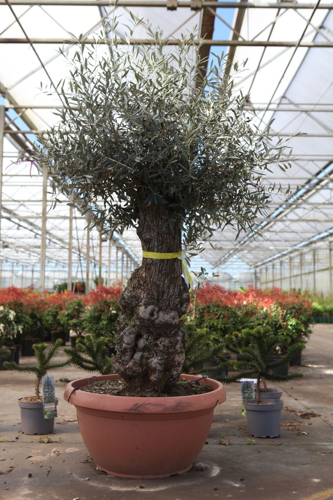[P] Olea europaea cont. 50L 160-180 cm bowl