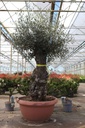 Olea europaea cont. 50L 160-180 cm schaal