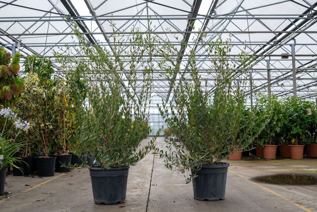 [P] Phillyrea angustifolia cont. 15L 100-125 cm
