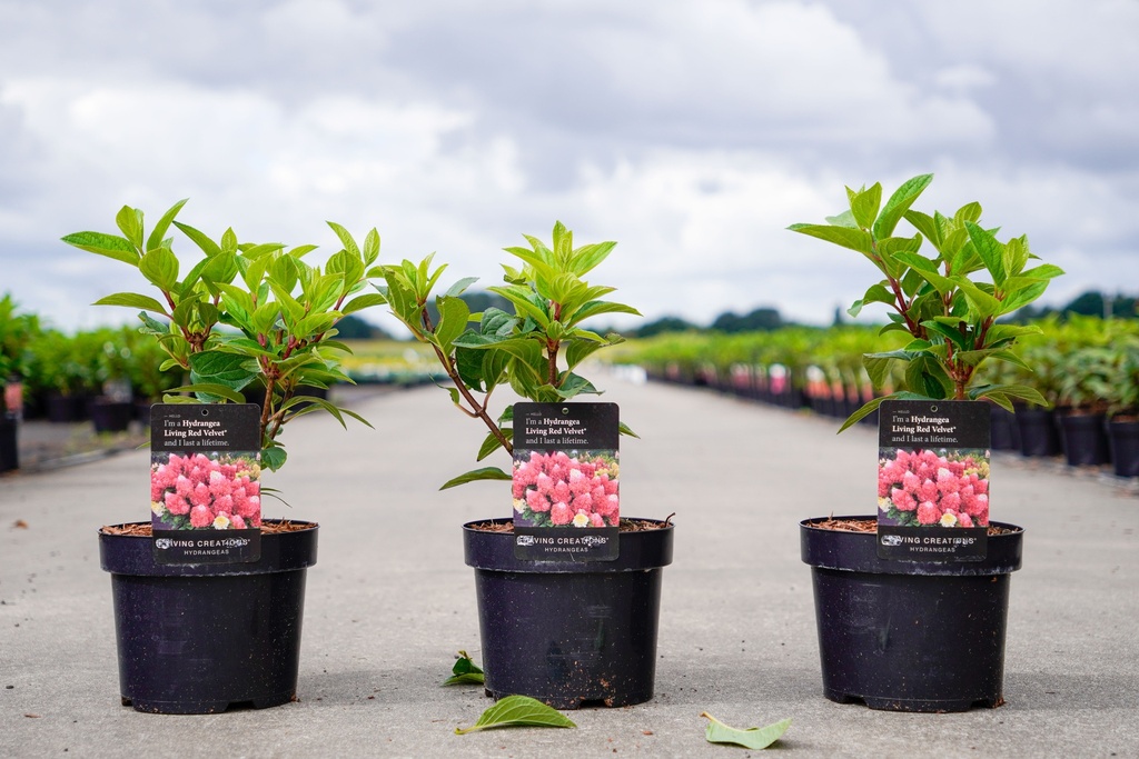[P] Hydrangea paniculata LIVING RED VELVET (PBR) cont. 3,6L 40-50 cm +p