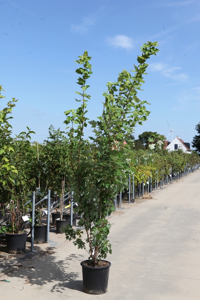 Acer rubrum 'October Glory' cont. 25L 125/+ cm