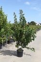 Acer rubrum 'Sun Valley' cont. 25L 125/+ cm