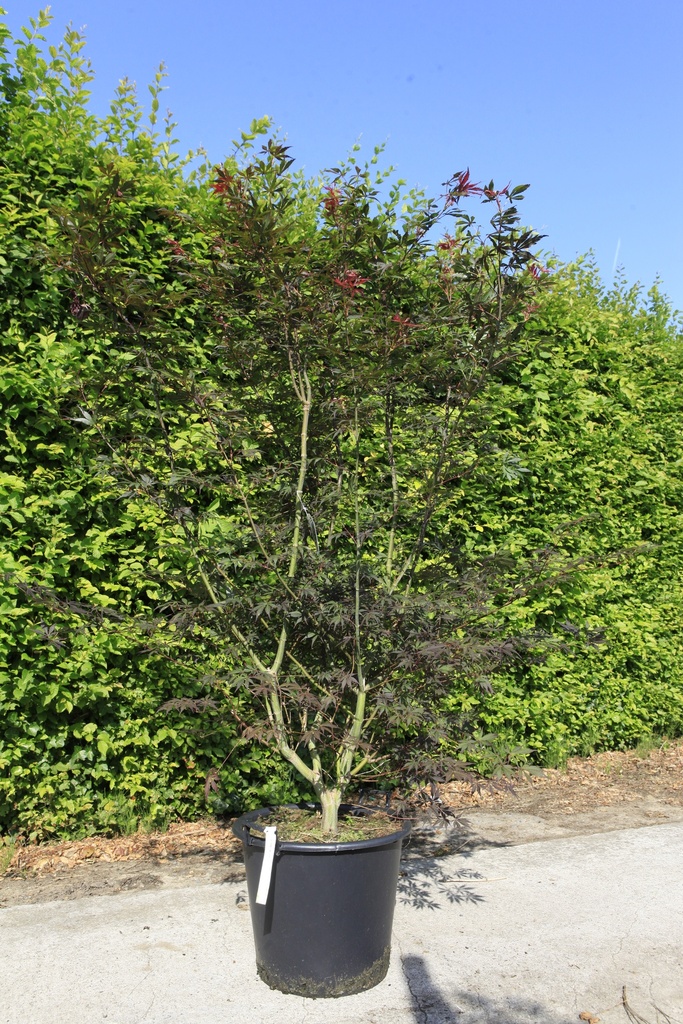 [P] Acer palmatum 'Sumi-nagashi' cont. 50L 150/+ cm