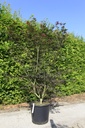 Acer palmatum 'Sumi-nagashi' cont. 50L 150/+ cm