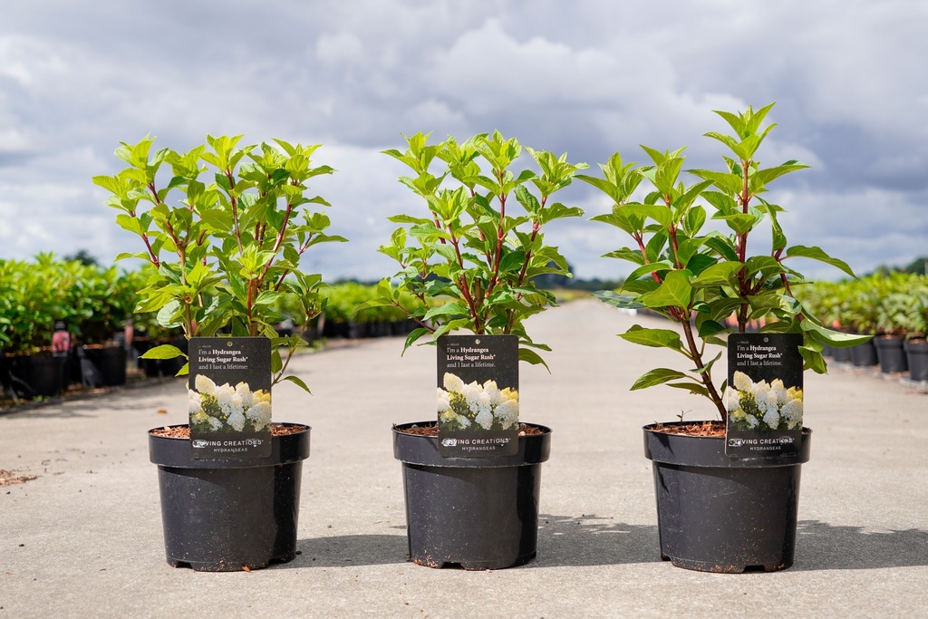 Hydrangea paniculata LIVING SUGAR RUSH (PBR) cont. 3,6L 40-50 cm +f