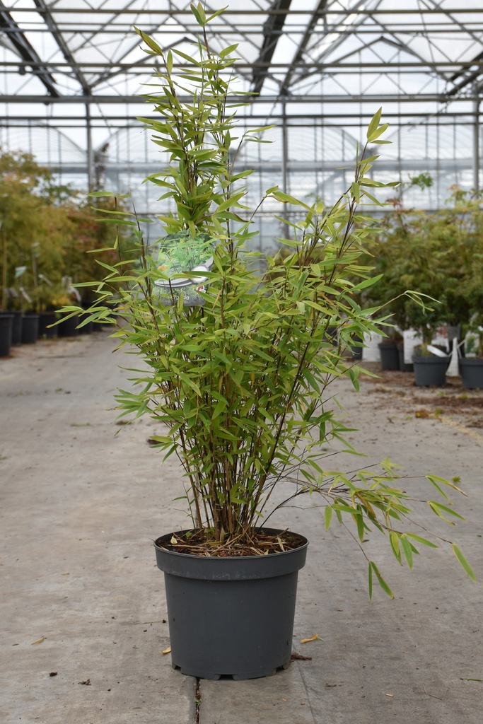 [P] Fargesia nitida ''Gansu 95-2' cont. 5L 60-80 cm +f