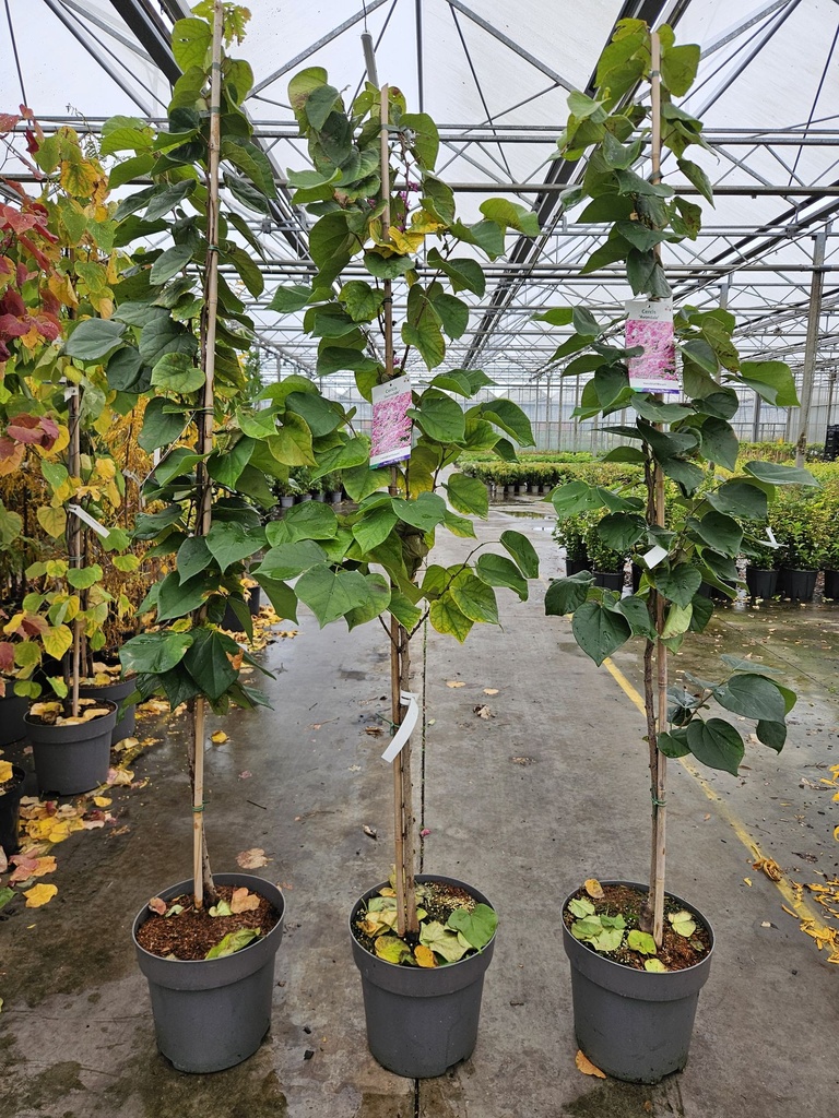 Cercis chinensis 'Avondale' cont. 12L 150-175 cm feathered +p