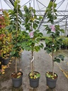 Cercis chinensis 'Avondale' cont. 12L 150-175 cm feathered +p