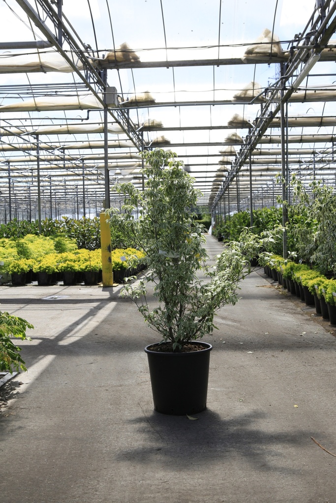 [P] Cornus kousa 'Melanie' (PBR) cont. 25L 100-125 cm