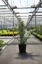 Cornus kousa 'Melanie' (PBR) cont. 25L 100-125 cm