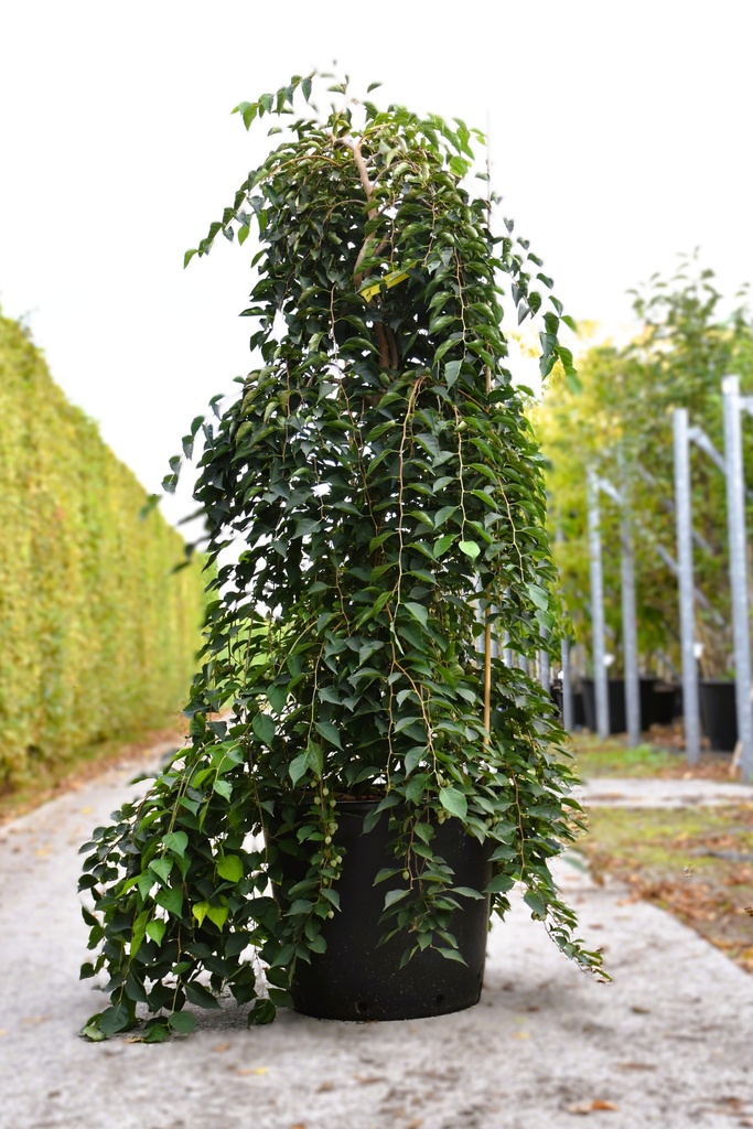 [P] Styrax japonica 'Fragrant Fountain®' Kont. 70L 175/+ cm