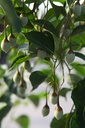 Styrax japonica 'Fragrant Fountain®' cont. 70L 175/+ cm