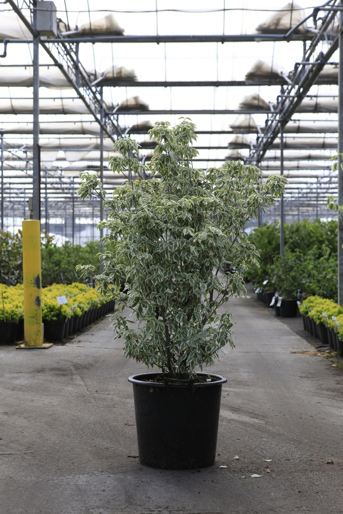 [P] Cornus kousa 'Melanie' (PBR) cont. 35L 150/+ cm