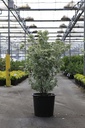 Cornus kousa 'Melanie' (PBR) Kont. 35L 150/+ cm