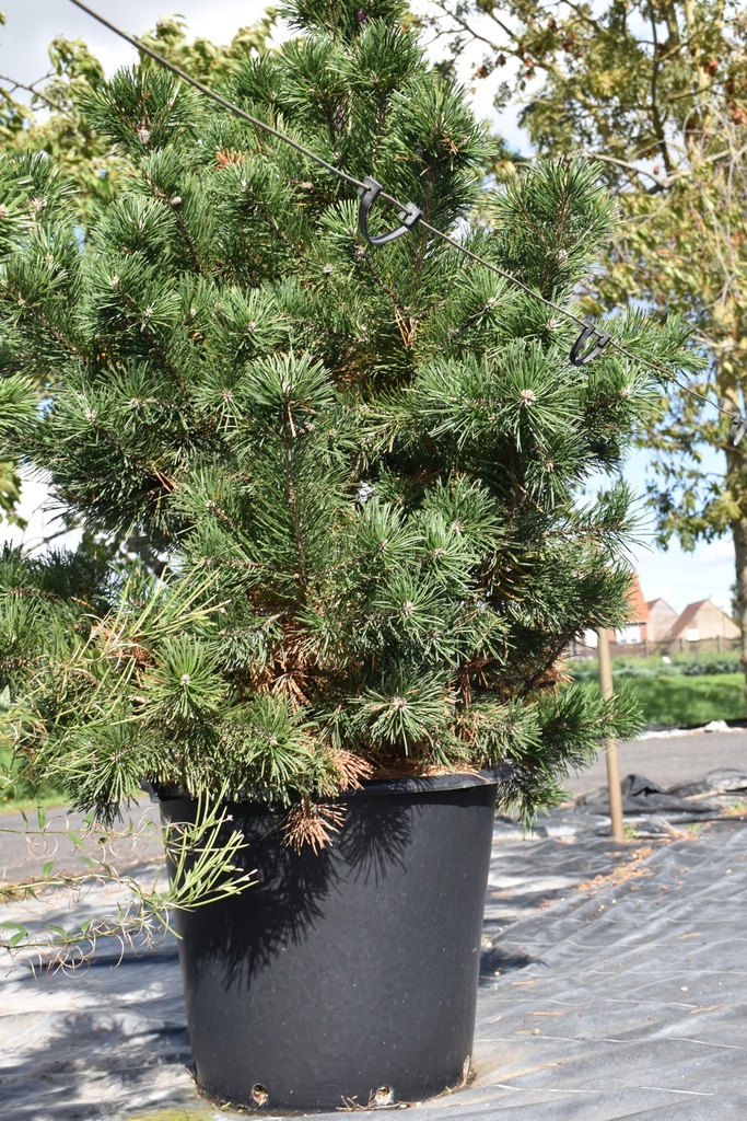 [P] Pinus mugo 'Gnom' cont. 50L 80-100 cm