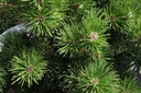 Pinus mugo 'Gnom' cont. 50L 80-100 cm