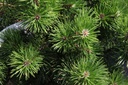 Pinus mugo 'Gnom' cont. 50L 80-100 cm