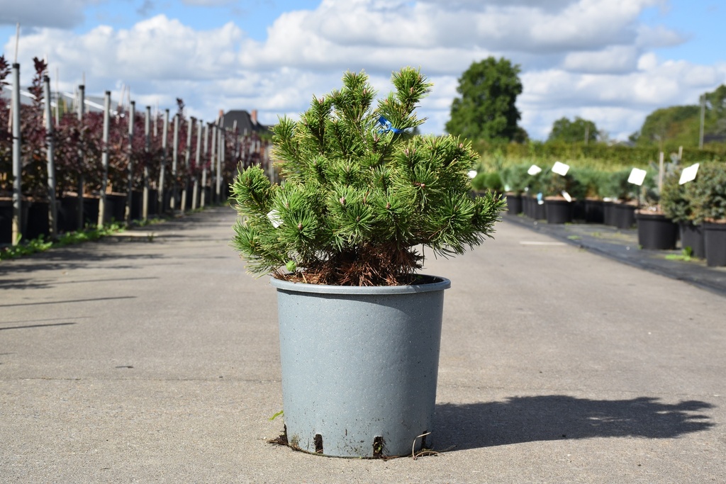 [P] Pinus mugo 'Carstens Wintergold' Kont. 12L 30-40 cm