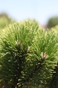 Pinus mugo 'Carstens Wintergold' cont. 12L 30-40 cm