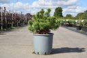 Pinus mugo 'Carstens Wintergold' kont. 12L 30-40 cm