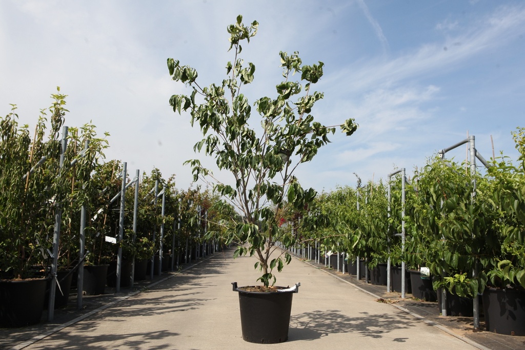 Cornus kousa 'China Girl' cont. 30L 175/+ cm +B
