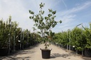 Cornus kousa 'China Girl' cont. 30L 175/+ cm +B