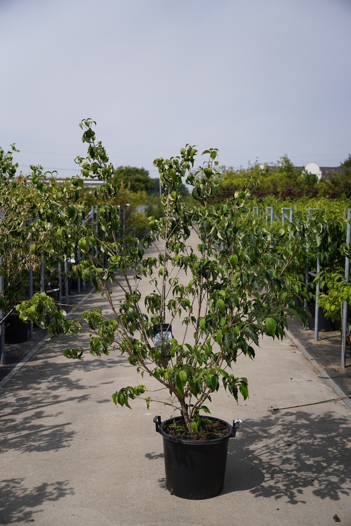 [P] Cornus kousa 'Milky Way' cont. 30L 150-175 cm +ф