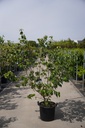 Cornus kousa 'Milky Way' cont. 30L 150-175 cm +f