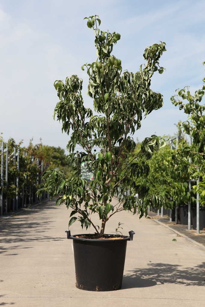 [P] Cornus kousa 'Robert's Select' cont. 30L 150/+ cm