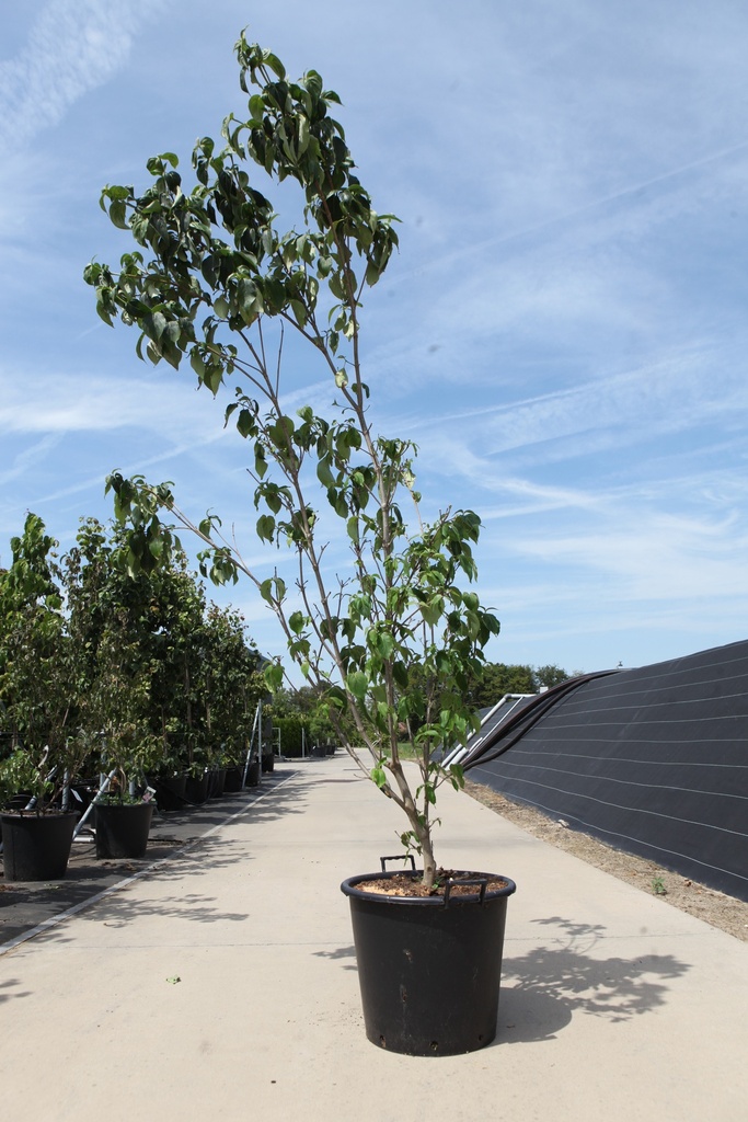 [P] Cornus kousa 'Schmetterling' cont. 30L 150-175 cm +ф