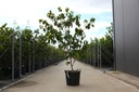 Cornus kousa 'Teutonia' cont. 30L 150-175 cm +p