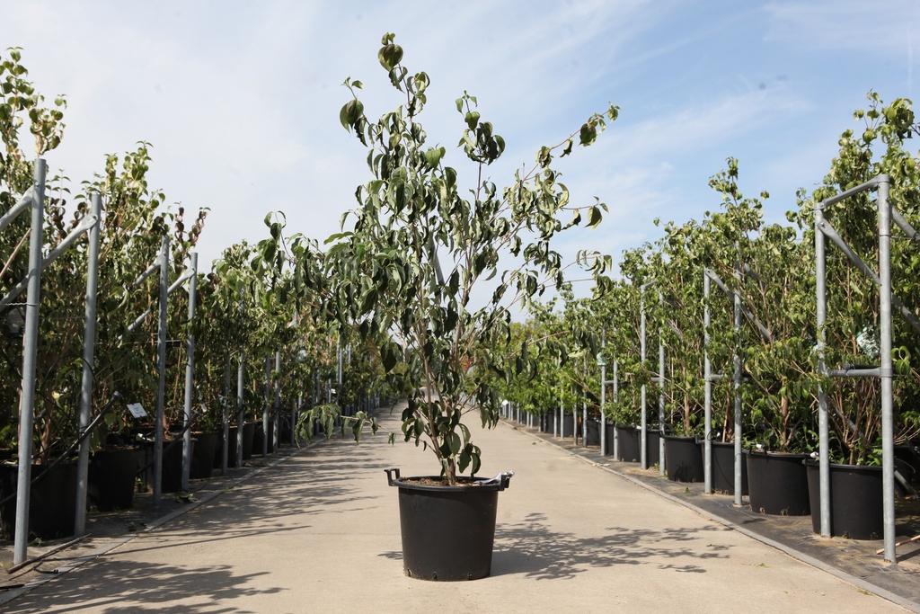 [P] Cornus kousa 'Weisse Fontaine' cont. 30L 175/+ cm