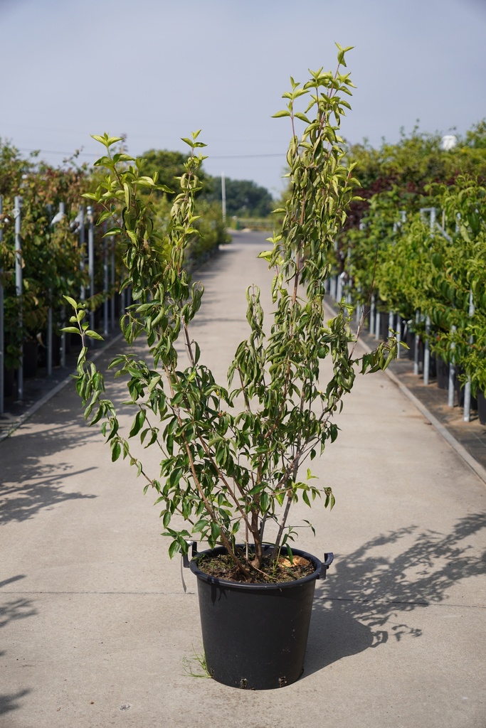 [P] Cornus mas 'Aurea' cont. 30L 100/+ cm