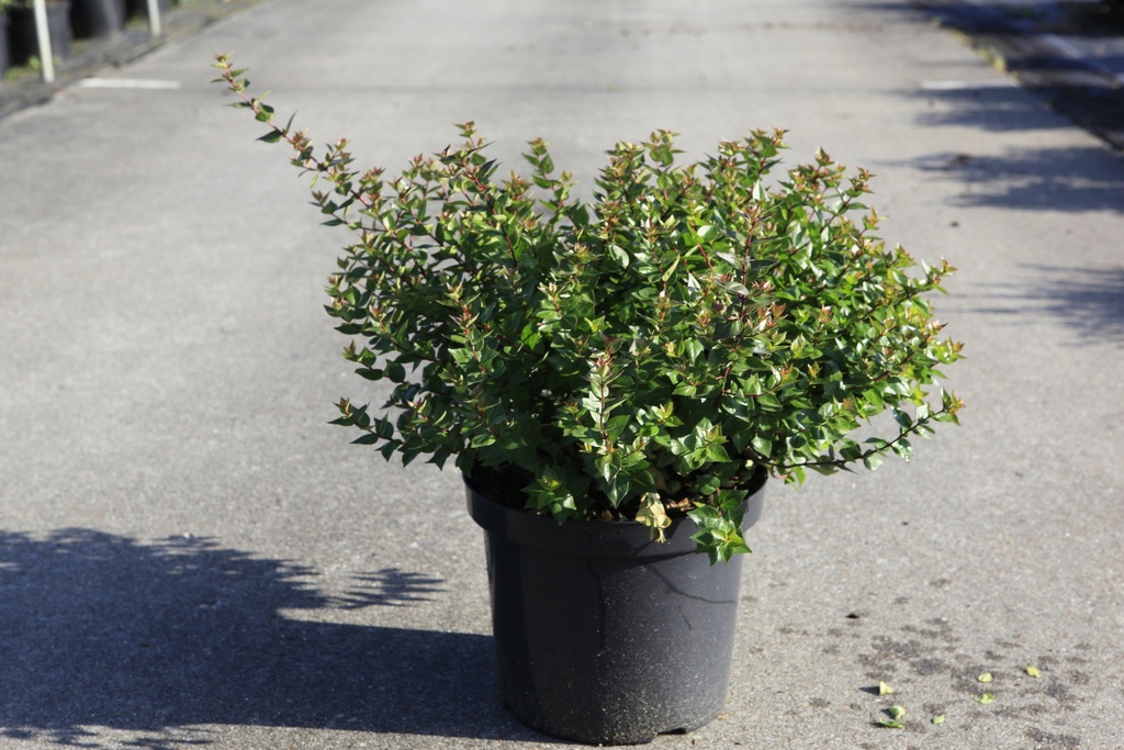 [P] Abelia zanderi 'Little Richard' cont. 10L 40-50 cm +ф
