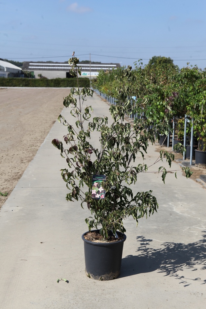 [P] Cornus kousa 'Cappuccino' cont. 25L 125-150 cm