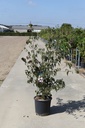 Cornus kousa 'Cappuccino' Kont. 25L 125-150 cm