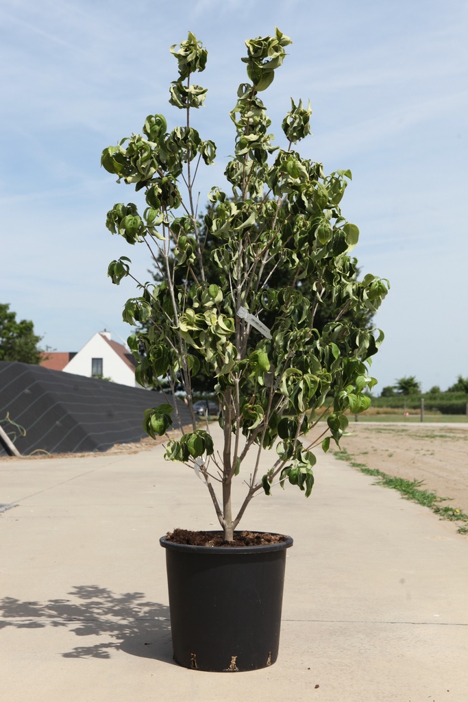 [P] Cornus kousa 'Mandarin Jewel' cont. 25L 125-150 cm