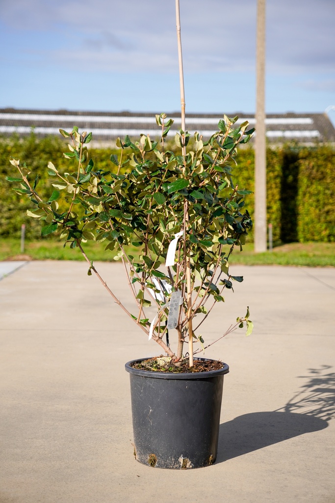 [P] Viburnum burkwoodii 'Anne Russell' cont. 18L 80-100 cm +ф