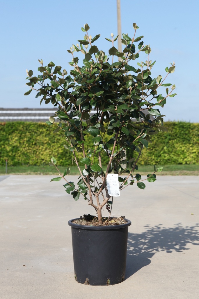 [P] Viburnum carlesii 'Aurora' cont. 18L 80-100 cm +ф