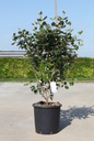 Viburnum carlesii 'Aurora' Kont. 18L 80-100 cm +B