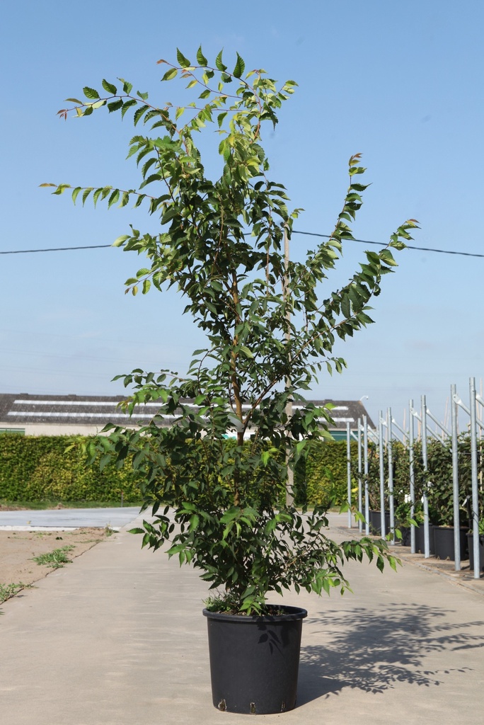 [P] Zelkova serrata cont. 18L 125-150 cm