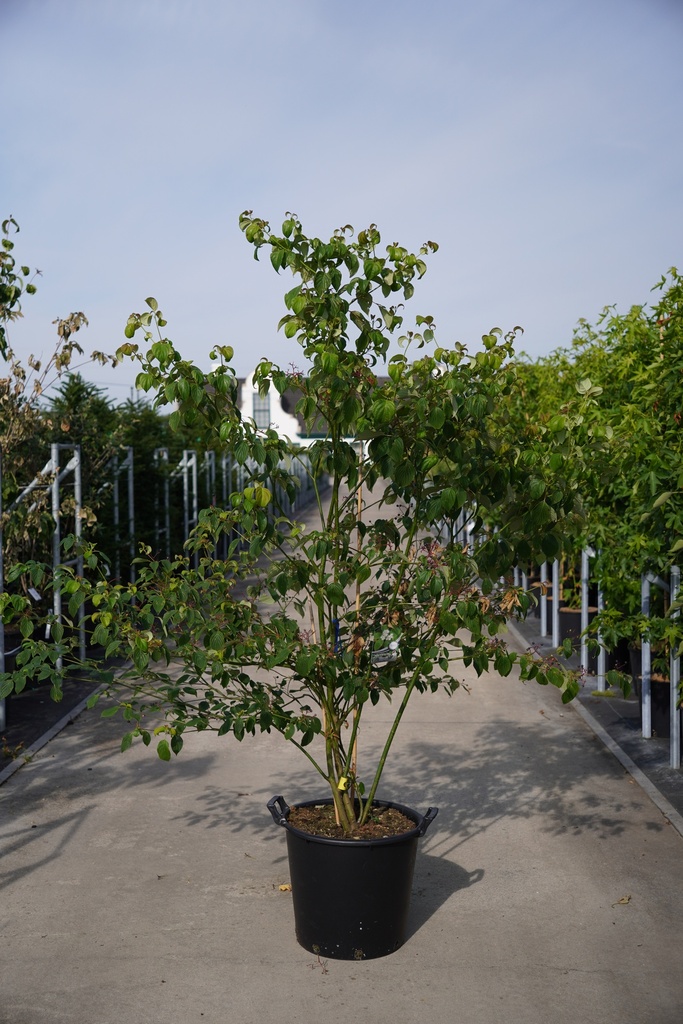 [P] Cornus alternifolia cont. 35L 150-175 cm Multistamm