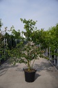 Cornus alternifolia cont. 35L 150-175 cm cépée