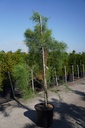 Taxodium distichum 'Nutans' cont. 25L 150-175 cm