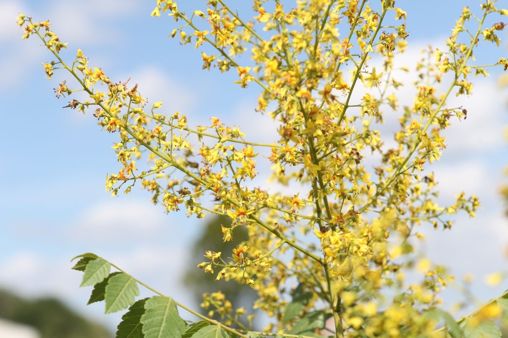 [P] Koelreuteria paniculata cont. 70L 175-200 cm cépée