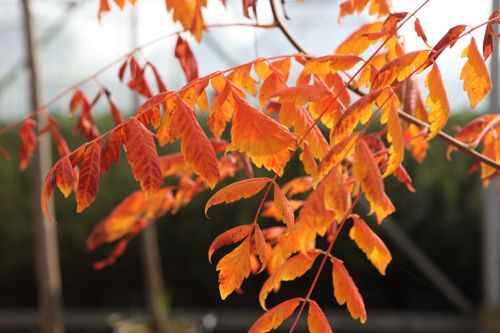 [P] Koelreuteria paniculata cont. 70L 175-200 cm multi-stem
